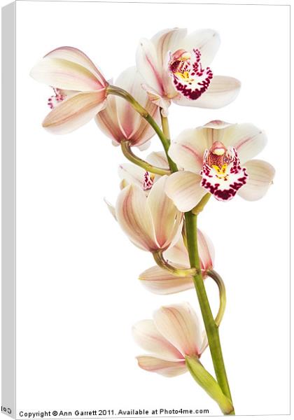 Cymbidium - Boat Orchid Canvas Print by Ann Garrett