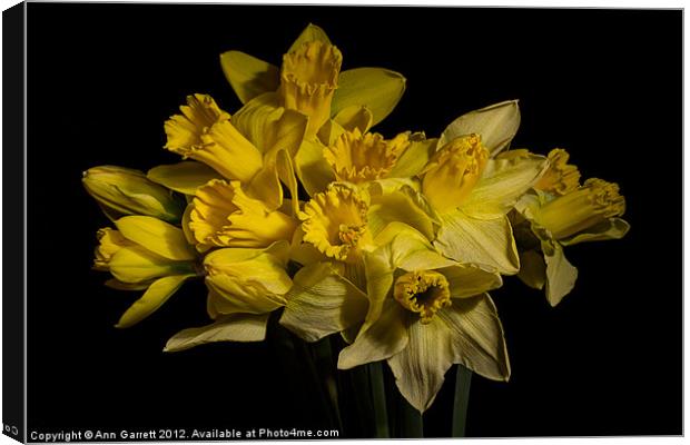 A Host of Golden Daffodils Canvas Print by Ann Garrett