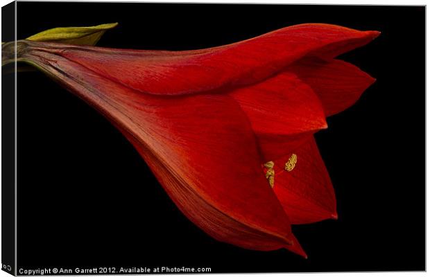 Red Amaryllis - 1 Canvas Print by Ann Garrett