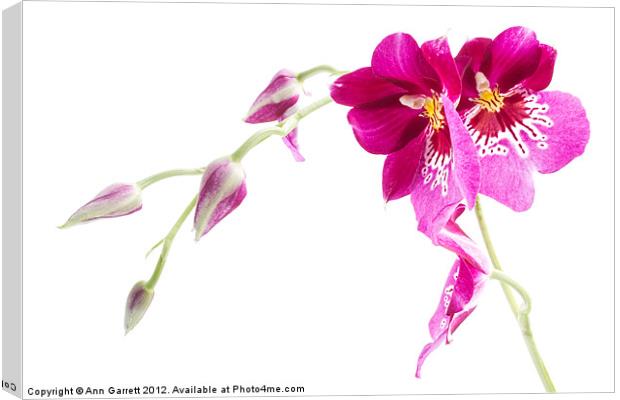 Pansy Orchid Canvas Print by Ann Garrett