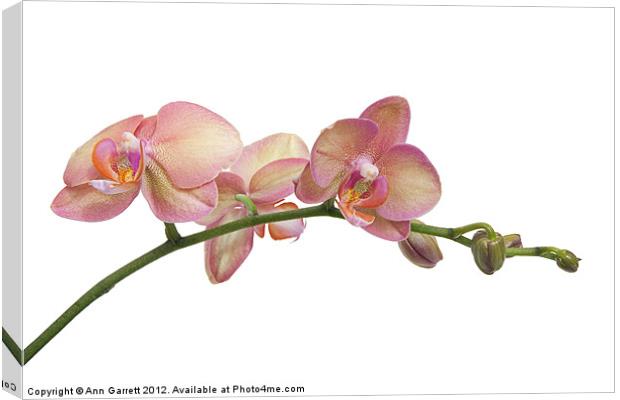 Moth Orchids Canvas Print by Ann Garrett