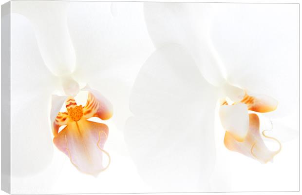 White Orchids Canvas Print by Ann Garrett