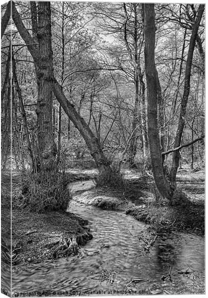 Woodland Stream - Monochrome Canvas Print by Ann Garrett