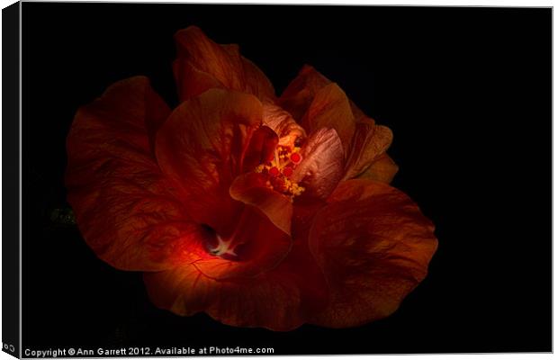 Hibiscus Glow Canvas Print by Ann Garrett