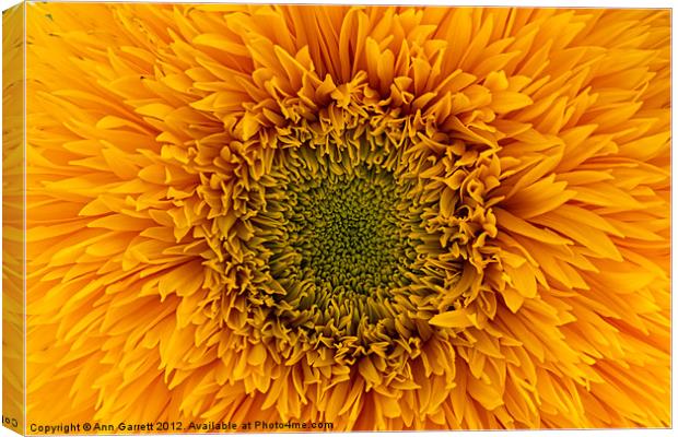 Sunflower Canvas Print by Ann Garrett