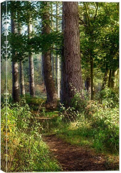 Forest Track Canvas Print by Ann Garrett