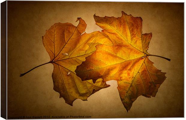 Autumn Leaves on Gold Canvas Print by Ann Garrett