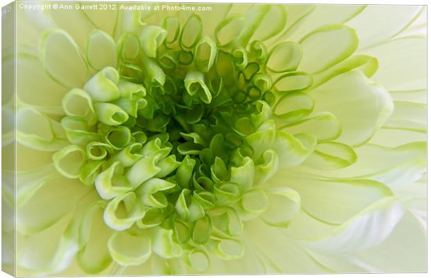 White Chrysanthemum Canvas Print by Ann Garrett