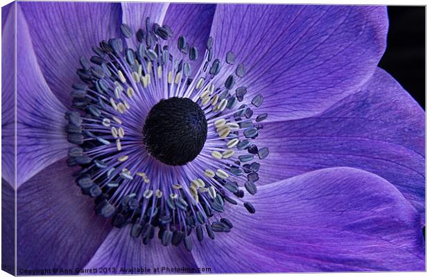 Purple Anemone Canvas Print by Ann Garrett