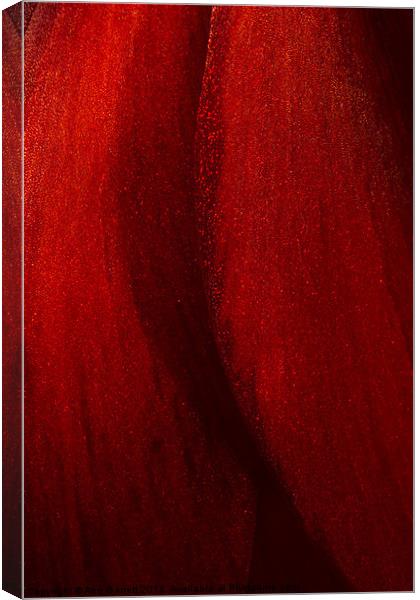Red Amaryllis Abstract 1 Canvas Print by Ann Garrett