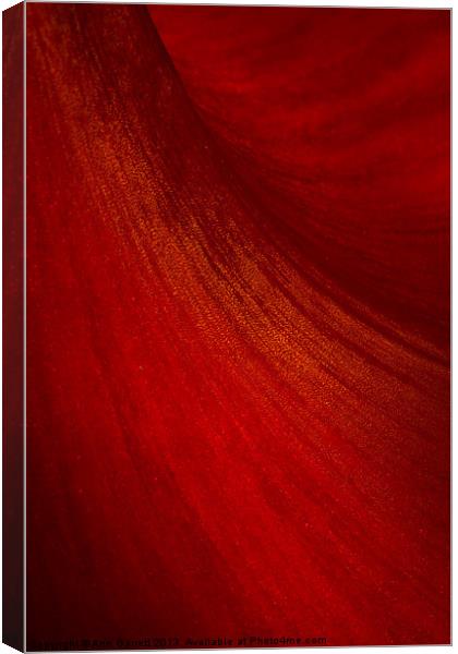 Red Amaryllis Abstract 2 Canvas Print by Ann Garrett