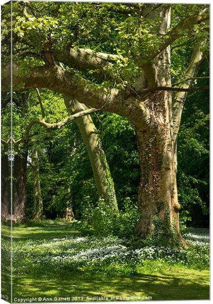 Ramsons At My Feet Canvas Print by Ann Garrett