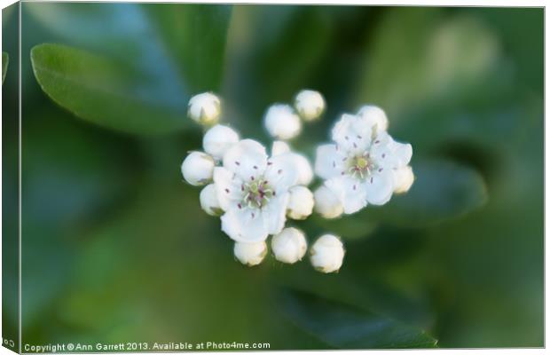 Soft Hawthorn Canvas Print by Ann Garrett