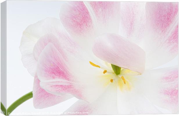 Shy Tulip Canvas Print by Ann Garrett