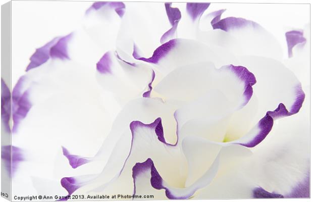 Lisianthus Frill Canvas Print by Ann Garrett