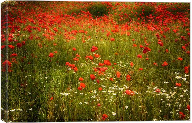 Field of Poppies 3 Canvas Print by Ann Garrett