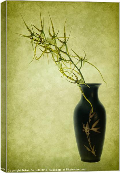 Spider Orchid in Oriental Vase Canvas Print by Ann Garrett