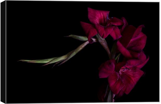 Red Gladiolus on Black 2 Canvas Print by Ann Garrett