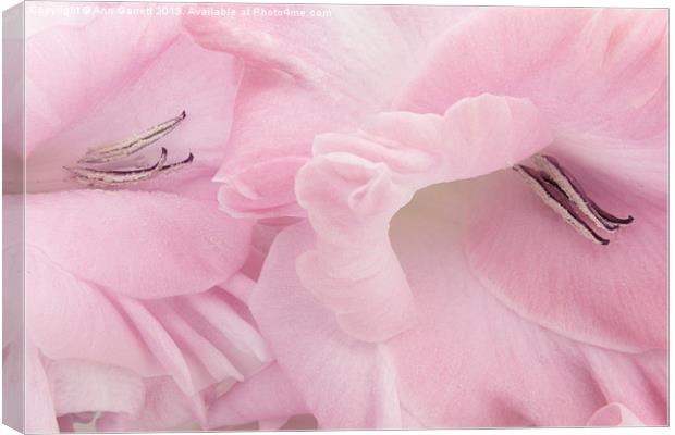 Soft Pink Glads Canvas Print by Ann Garrett