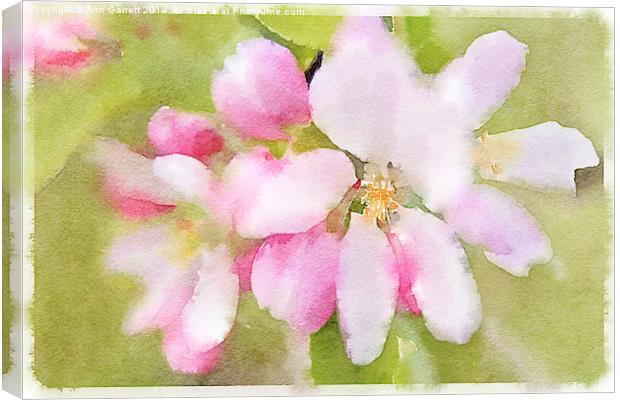 Apple Blossom Watercolour Canvas Print by Ann Garrett