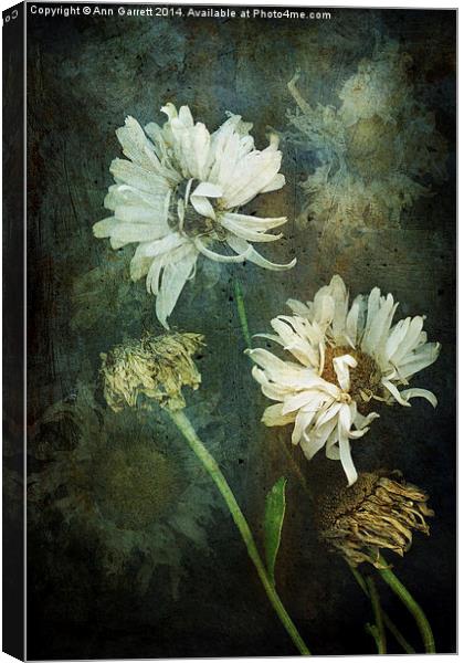 Windy Daisies Canvas Print by Ann Garrett