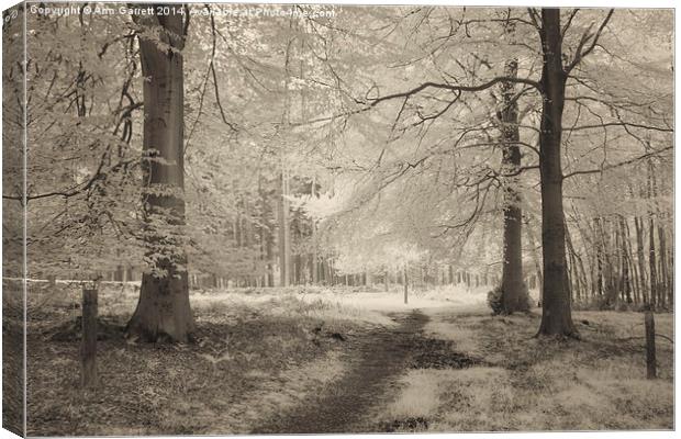 Infrared Beech Trees Canvas Print by Ann Garrett