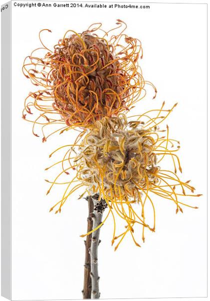 Pincushion Protea Canvas Print by Ann Garrett
