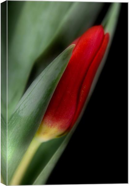 Red Tulip Bud Canvas Print by Ann Garrett