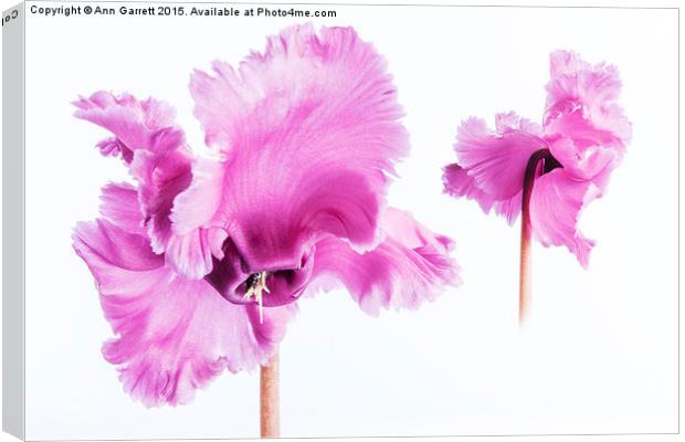 Frilly Edged Pink Cyclamen Canvas Print by Ann Garrett