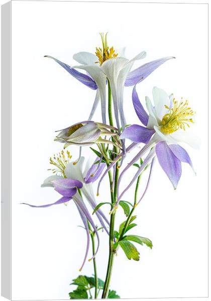 Lilac Aquilegia Canvas Print by Ann Garrett