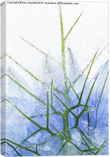 Flowers in Ice 2 Canvas Print by Ann Garrett