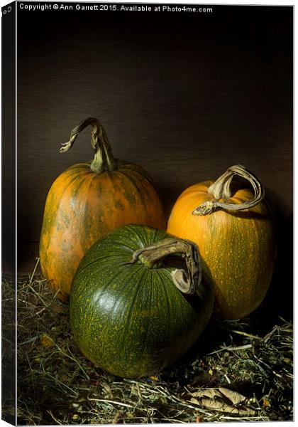 Three Pumpkins Canvas Print by Ann Garrett