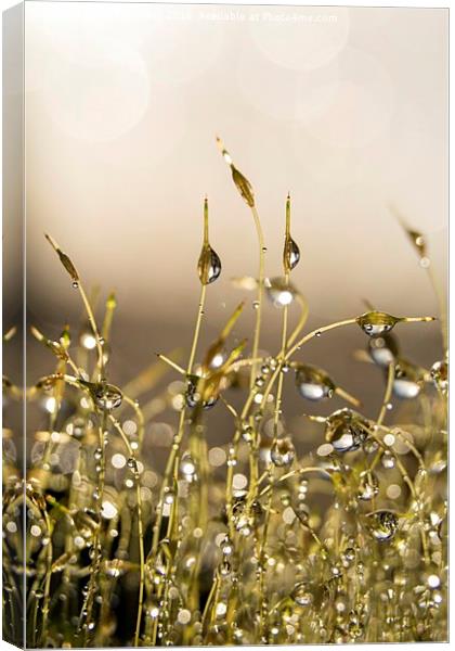 Dewdrops on Moss Canvas Print by Ann Garrett