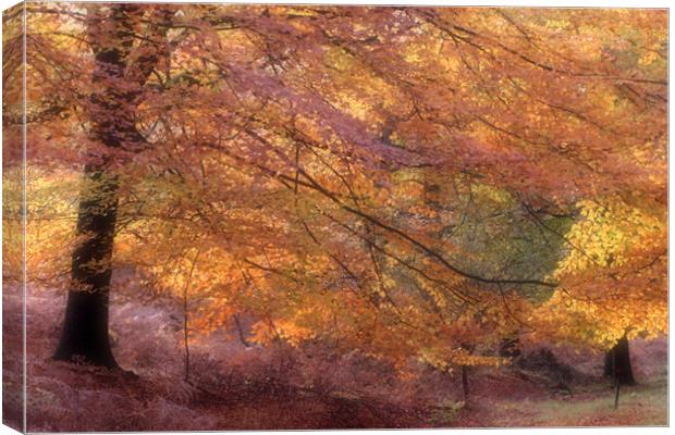 Fall Colours Canvas Print by Ann Garrett
