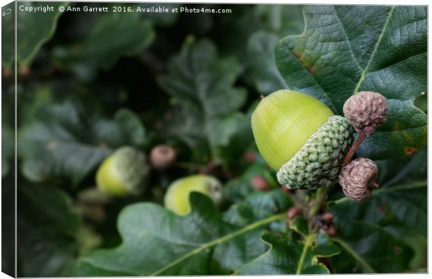 Little Acorn Canvas Print by Ann Garrett