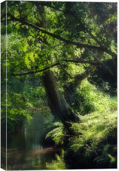 Sun Dappled Stream - New Forest Canvas Print by Ann Garrett