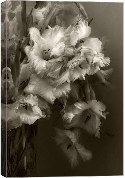 Sepia Gladioli Canvas Print by Ann Garrett