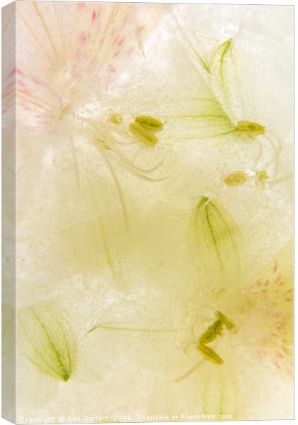 Alstroemeria flowers in ice Canvas Print by Ann Garrett