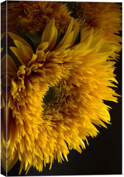 Double Shine Sunflowers - Up Close and Glowing Canvas Print by Ann Garrett