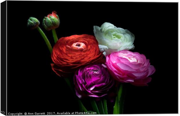 Ranunculus Bouquet Canvas Print by Ann Garrett