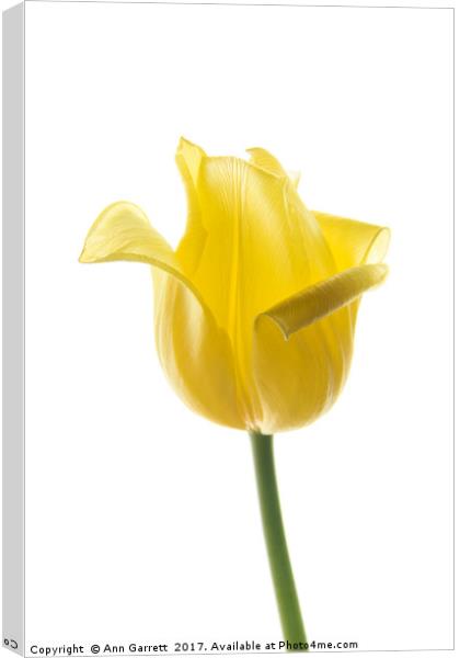 Lemon Tulip 2 Canvas Print by Ann Garrett