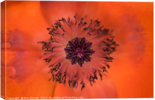 Poppy Macro Canvas Print by Ann Garrett