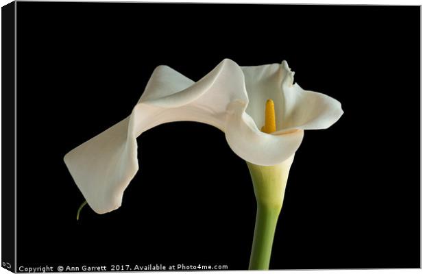 White Zantedeschia Lily Canvas Print by Ann Garrett