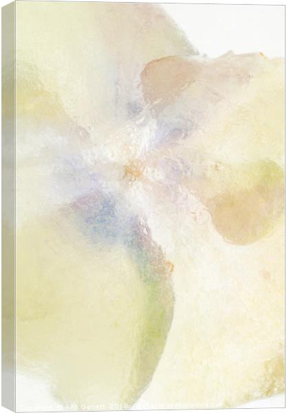 Hydrangea in Ice - 1 Canvas Print by Ann Garrett