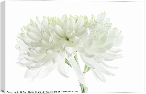 White Chrysanthemum Canvas Print by Ann Garrett