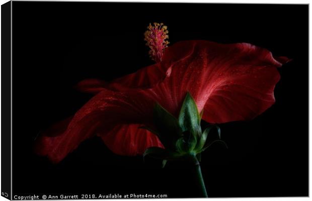 Moody Red Hibiscus Canvas Print by Ann Garrett