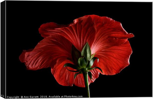 Scarlet Hibiscus Canvas Print by Ann Garrett