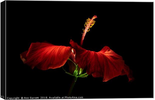 Red Hibiscus Canvas Print by Ann Garrett