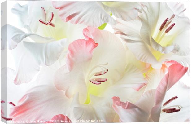 Gladiolus Candy Floss Canvas Print by Ann Garrett