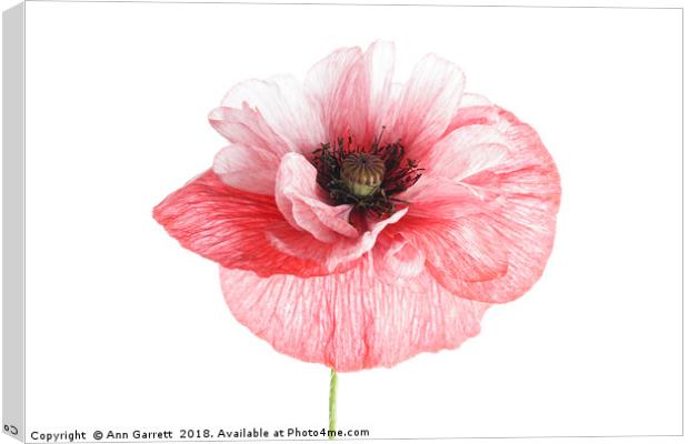 Pink and White Poppy Canvas Print by Ann Garrett